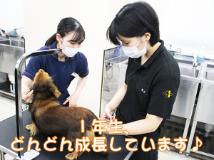 学校のモデル犬とトリミングをがんばっています♪